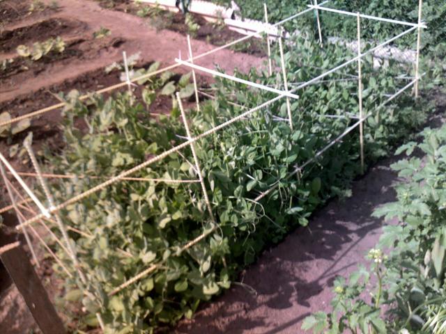 Стеклопластиковая Композитная Арматура подвязка цветов